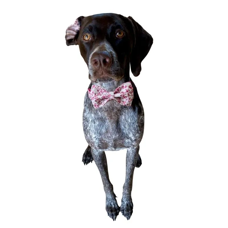 Cottage Rose Bow Tie Dog Collar & Leash Set | Personalized Free