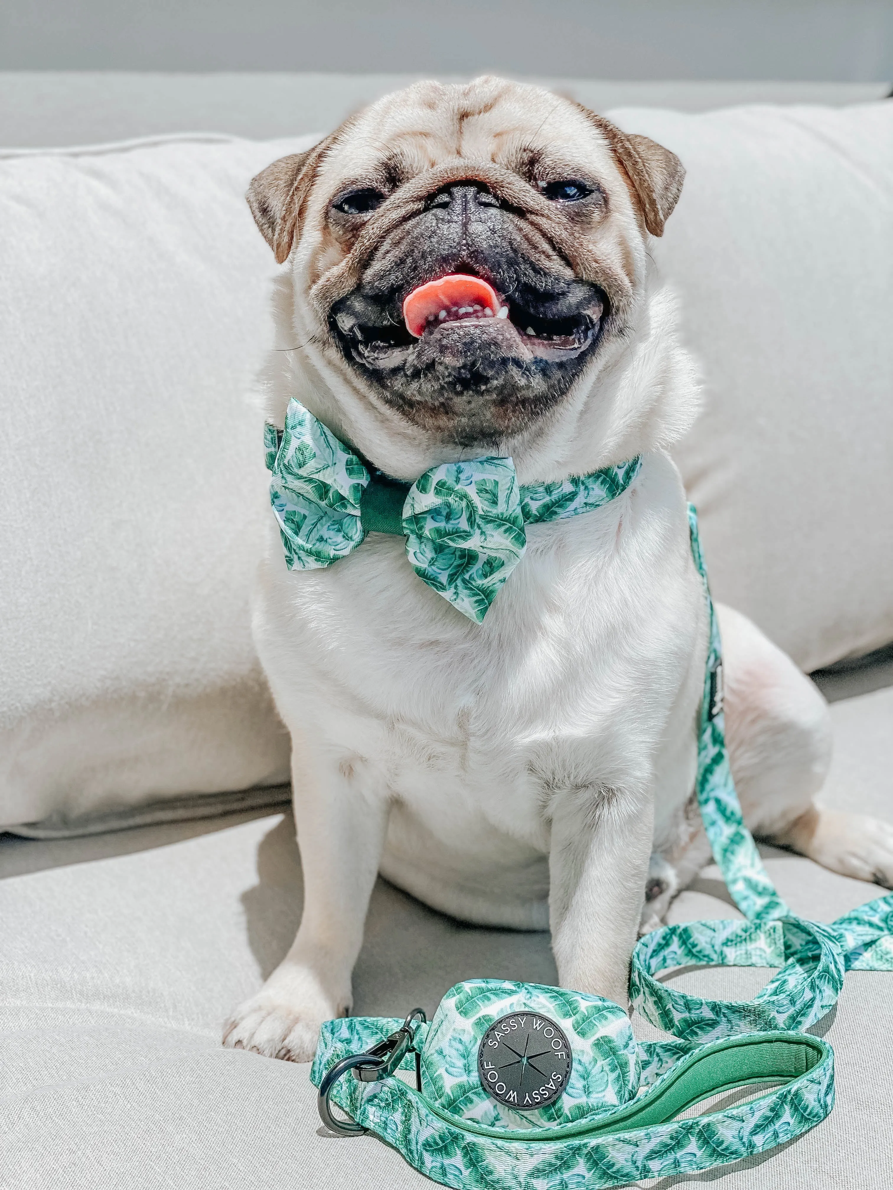 Dog Bowtie - Verano