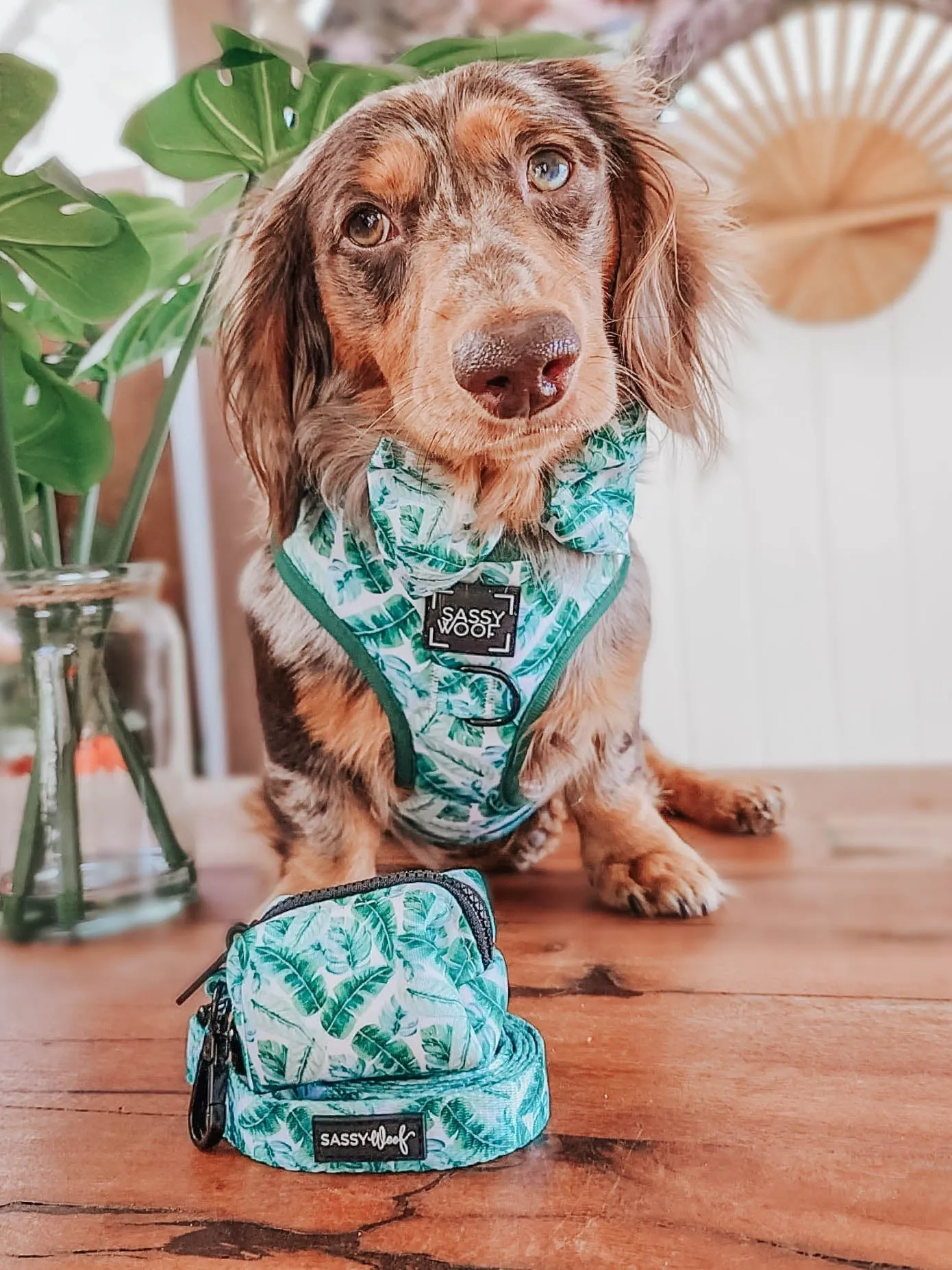 Dog Bowtie - Verano