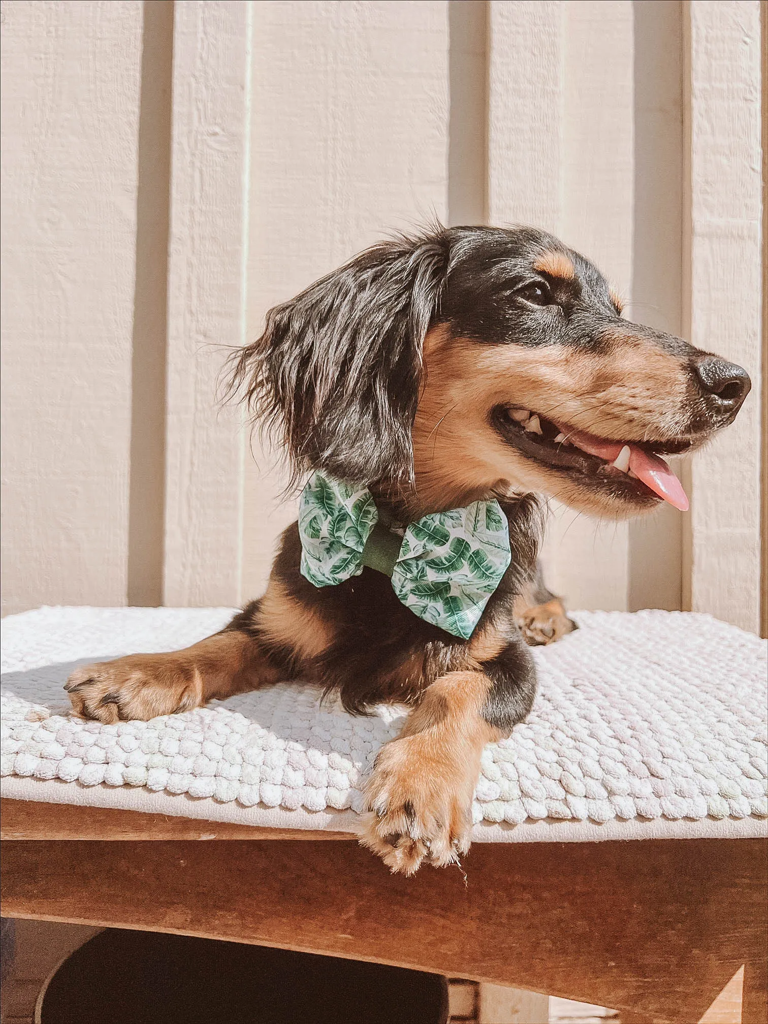 Dog Bowtie - Verano