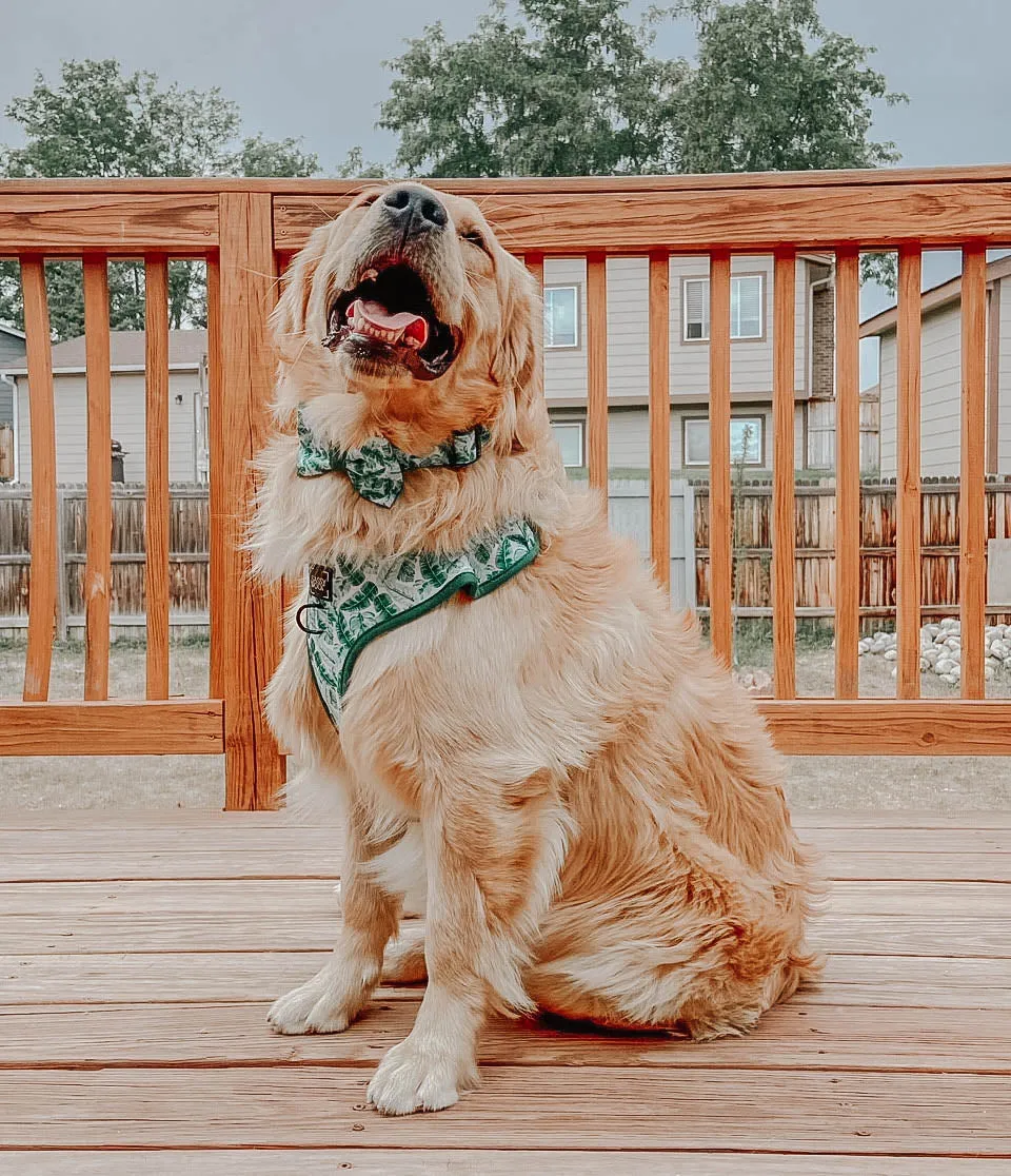 Dog Bowtie - Verano