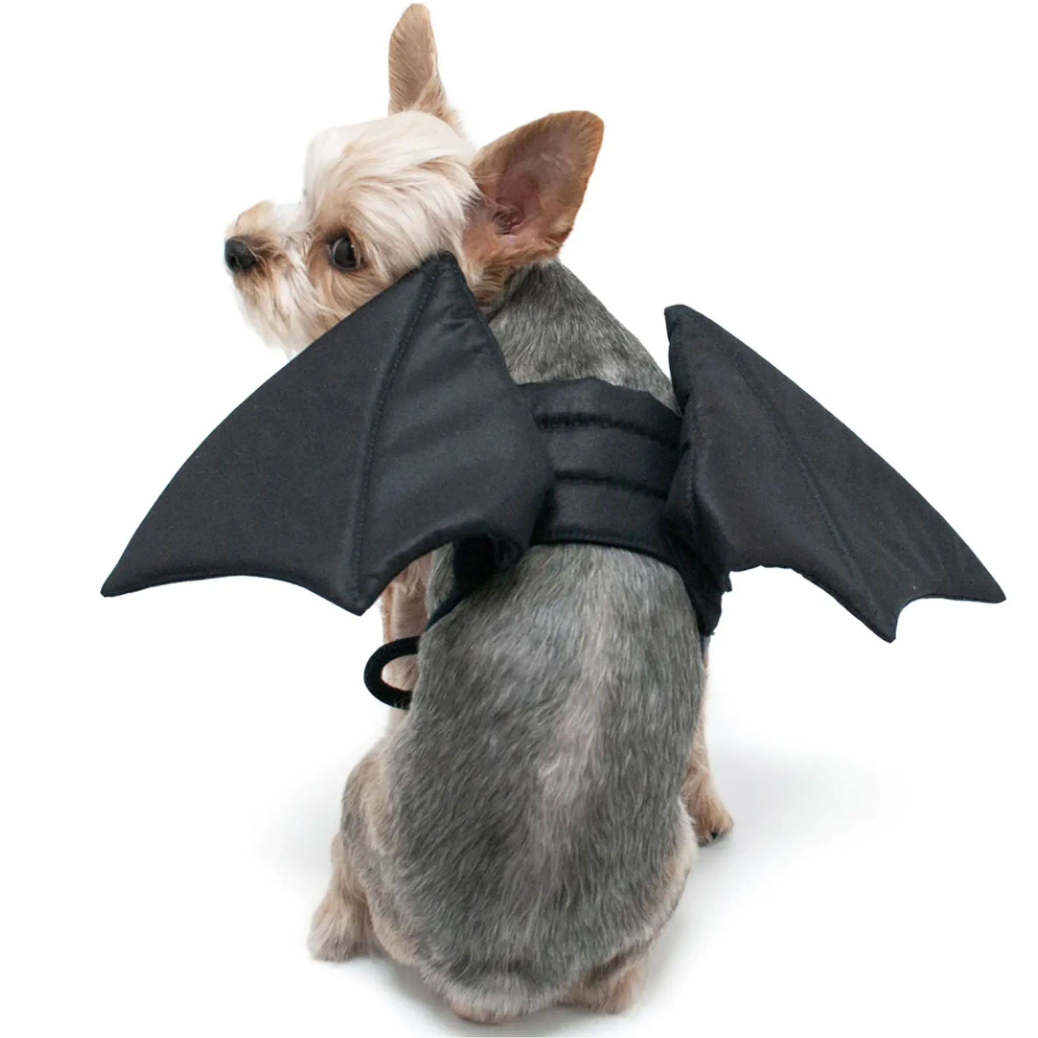 Dogo Pet Fashions Bat Wings Dog Costume