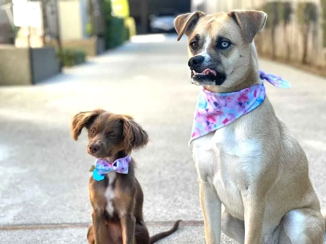 Elegant Little Tail Dog Bandanas - Comfortable Adjustable Square Kerchiefs for Boys & Girls, Small to Large Dogs