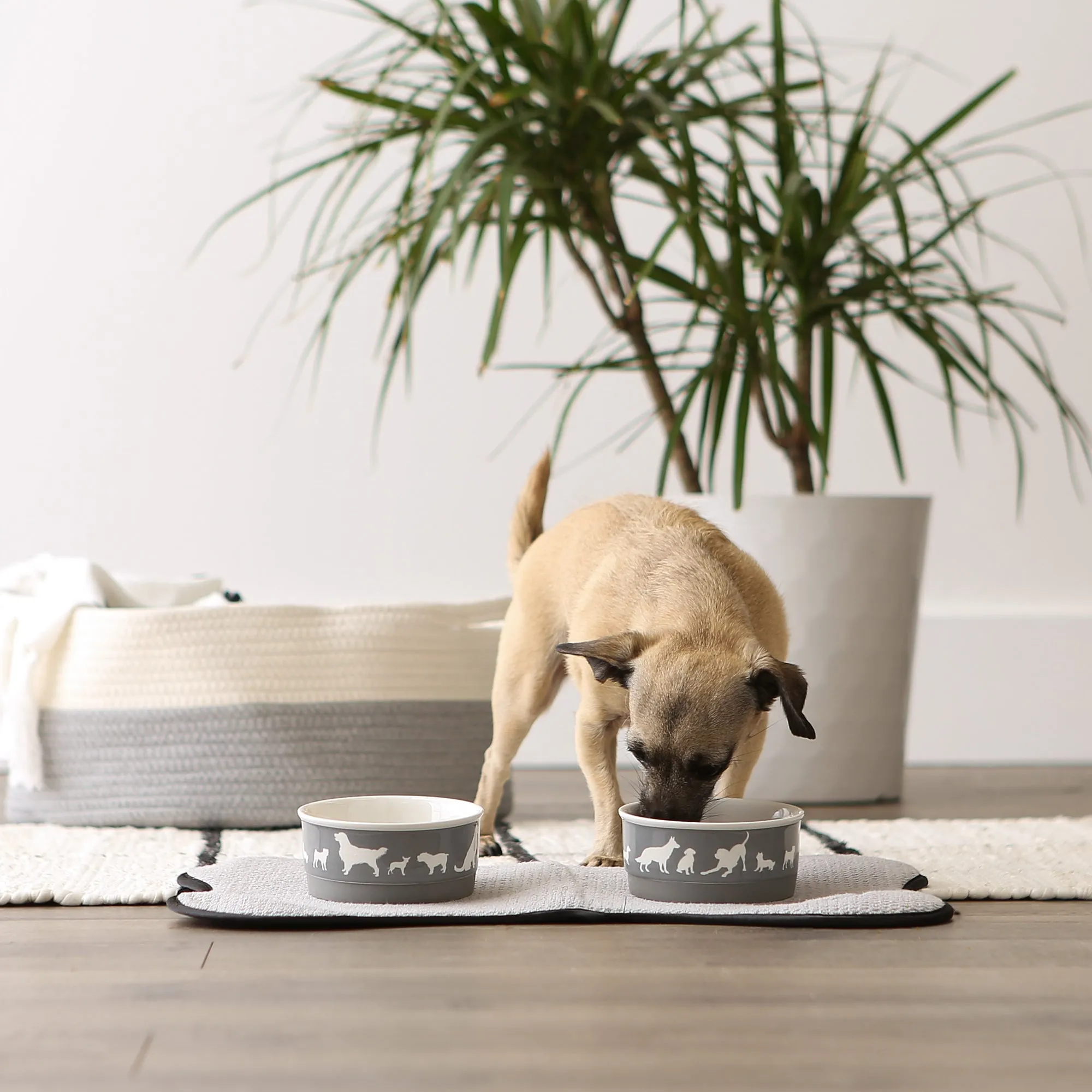 Gray Dog Show Pet Bowl Set of 2, Small - 3/4 C Capacity