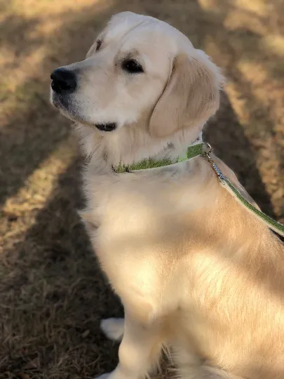 Hemp Dog Collar and Leash Set (Green)