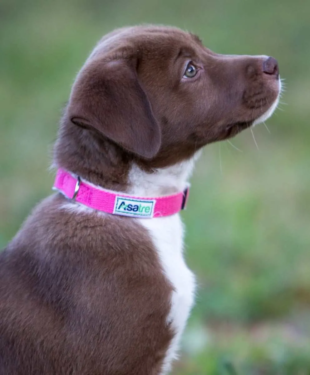 Pink Dog Collar and Leash Set - Hemp, Durable, Adjustable