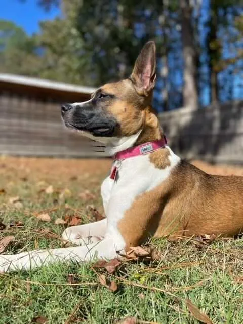 Pink Dog Collar and Leash Set - Hemp, Durable, Adjustable