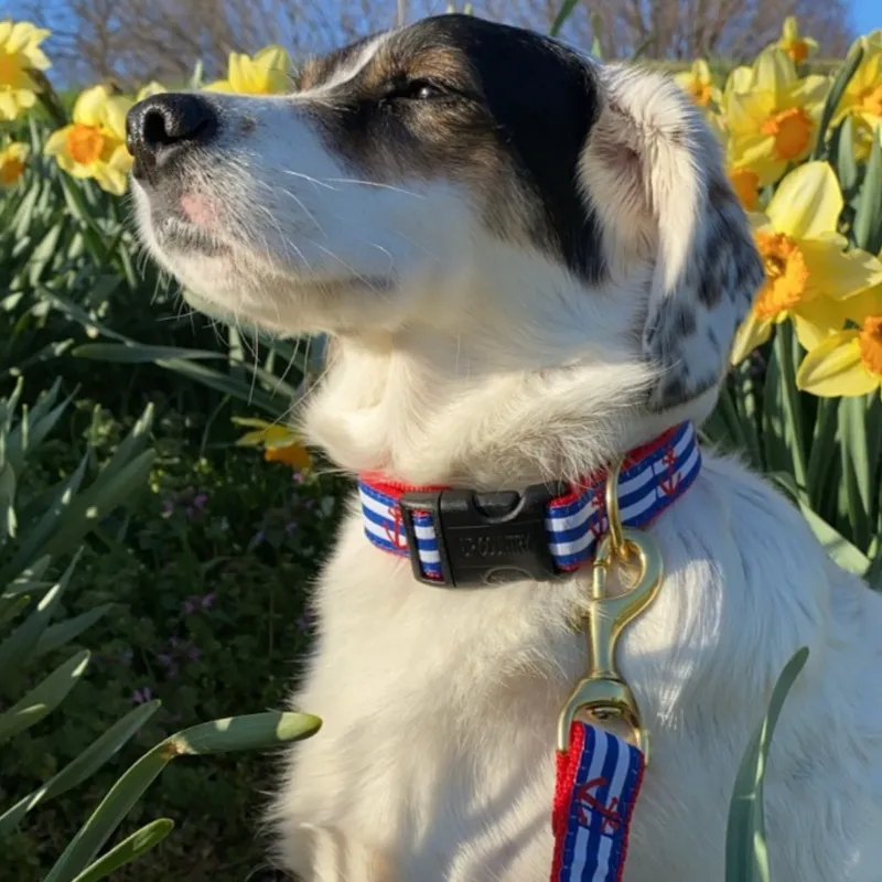 Up Country Anchors Aweigh Dog Collar & Leash Matching Set