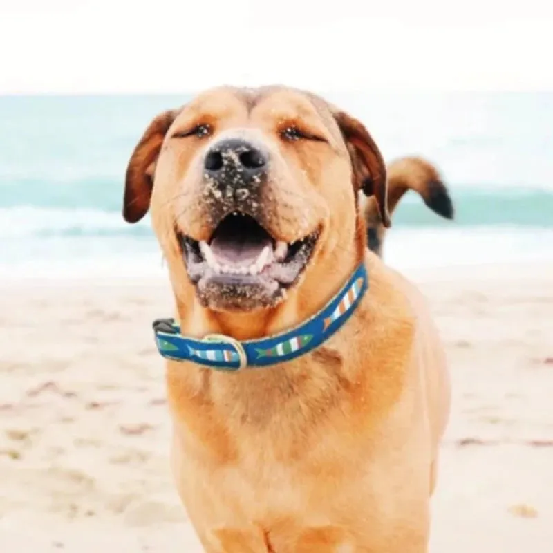 Up Country Funky Fish Dog Collar & Leash Matching Set